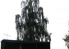 Drumherum und der Kloputzmann
